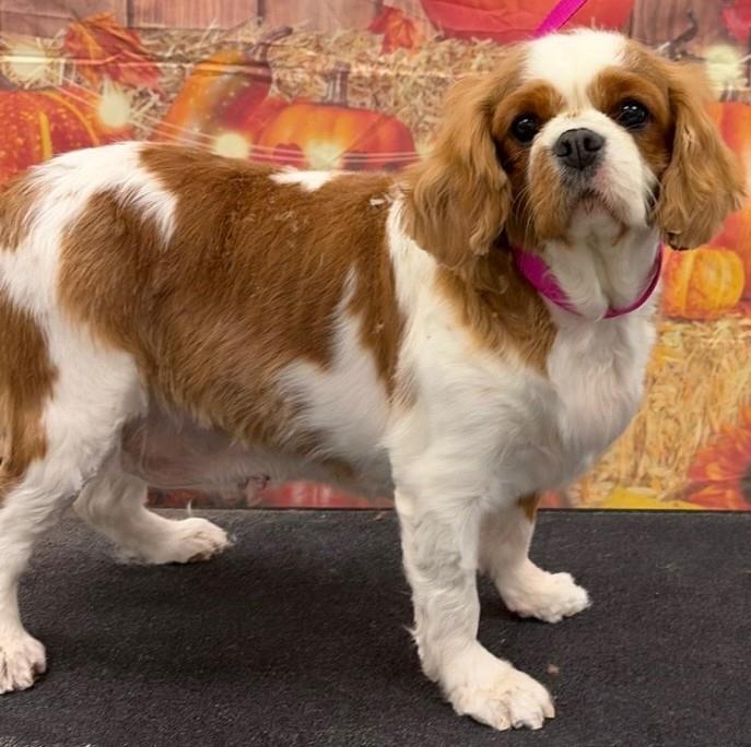 Enlarge Penny, a Adoptable Cavalier King Charles Spaniel in Westminster, MD image 2/3