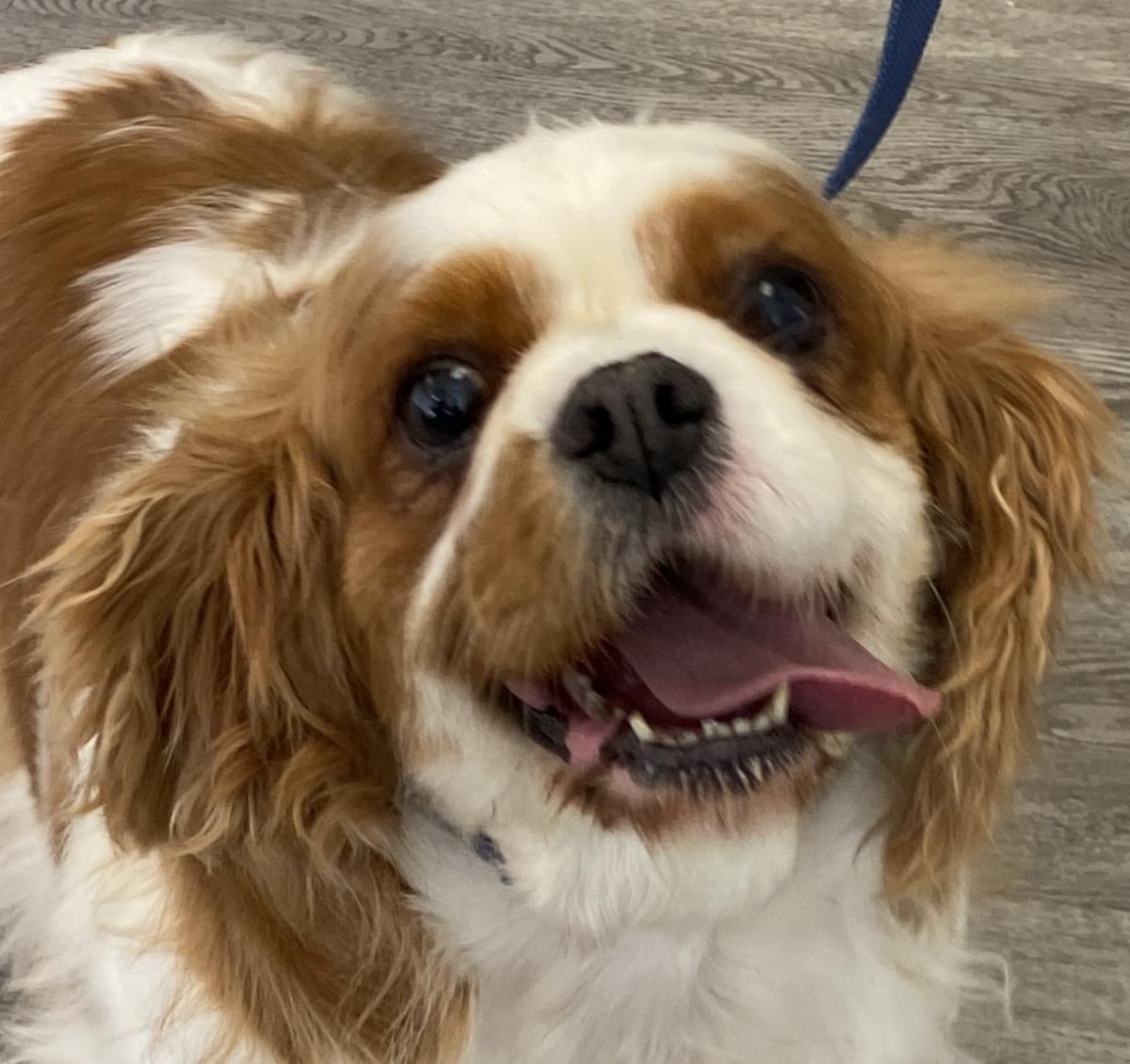 Enlarge Penny, a Adoptable Cavalier King Charles Spaniel in Westminster, MD image 3/3