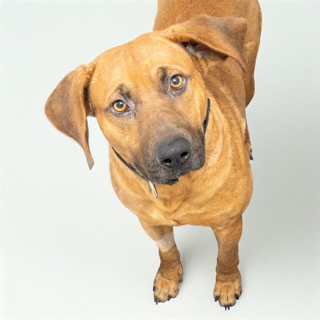 Enlarge SHILOH, a Adoptable mixed breed in Saint Louis, MO image 1/1