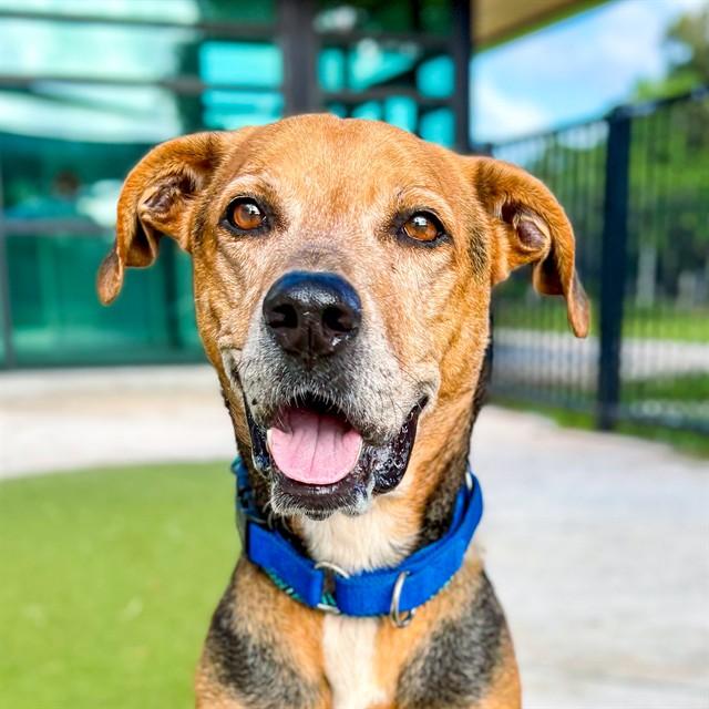 ZEUS 4, Adoptable, Adult Male Harrier & German Shepherd Dog.