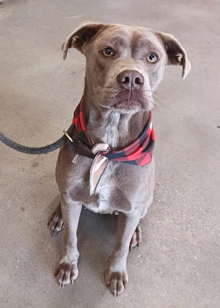 Enlarge Mitzie, a Adoptable Pit Bull Terrier in Carrollton, GA image 1/3