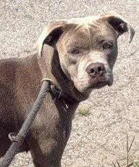Enlarge Mitzie, a Adoptable Pit Bull Terrier in Carrollton, GA image 2/3