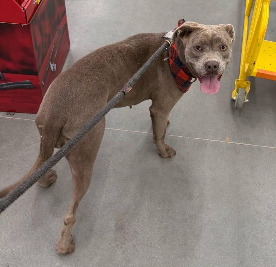 Enlarge Mitzie, a Adoptable Pit Bull Terrier in Carrollton, GA image 3/3