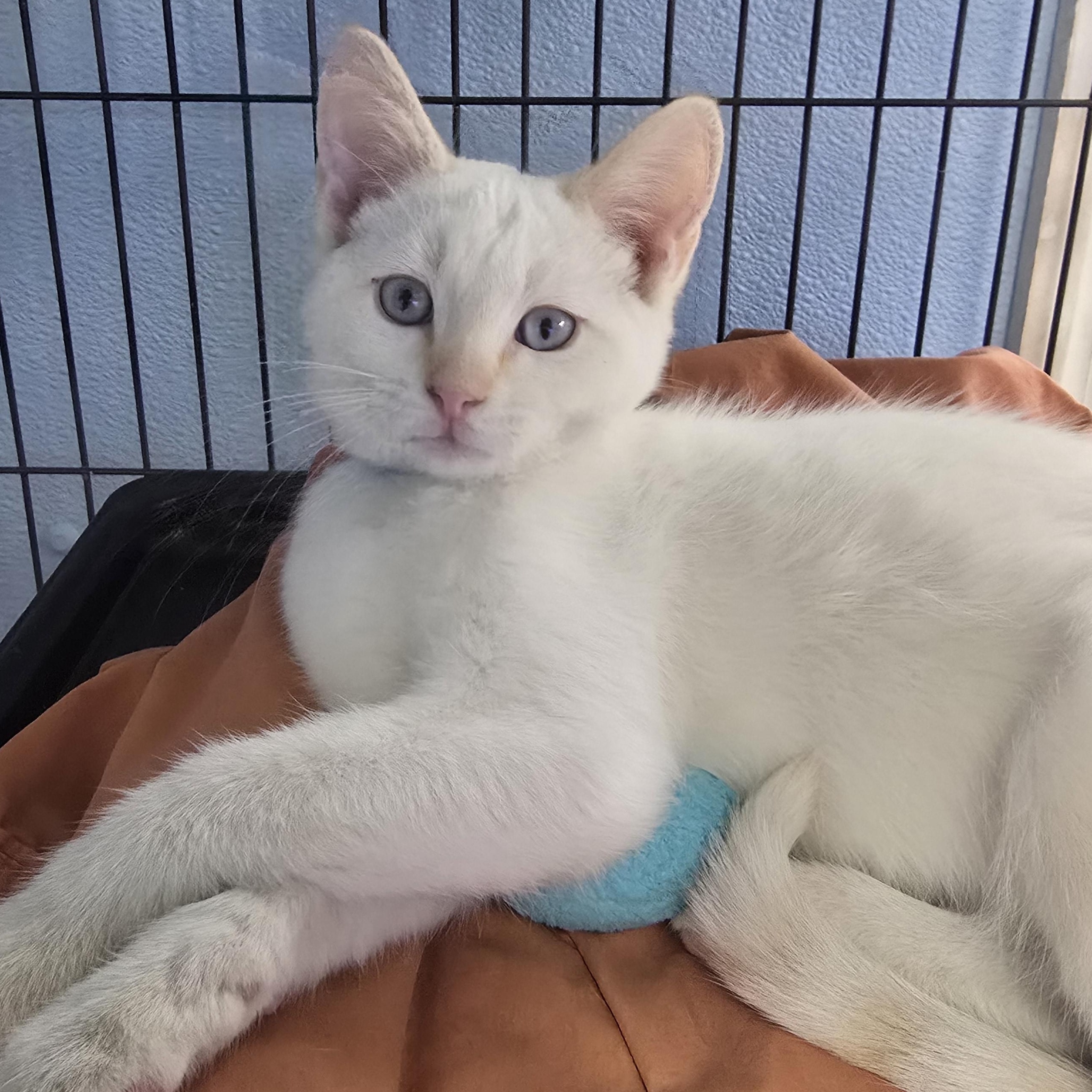 Marshmallow , adopted, Kitten Male Domestic Short Hair.