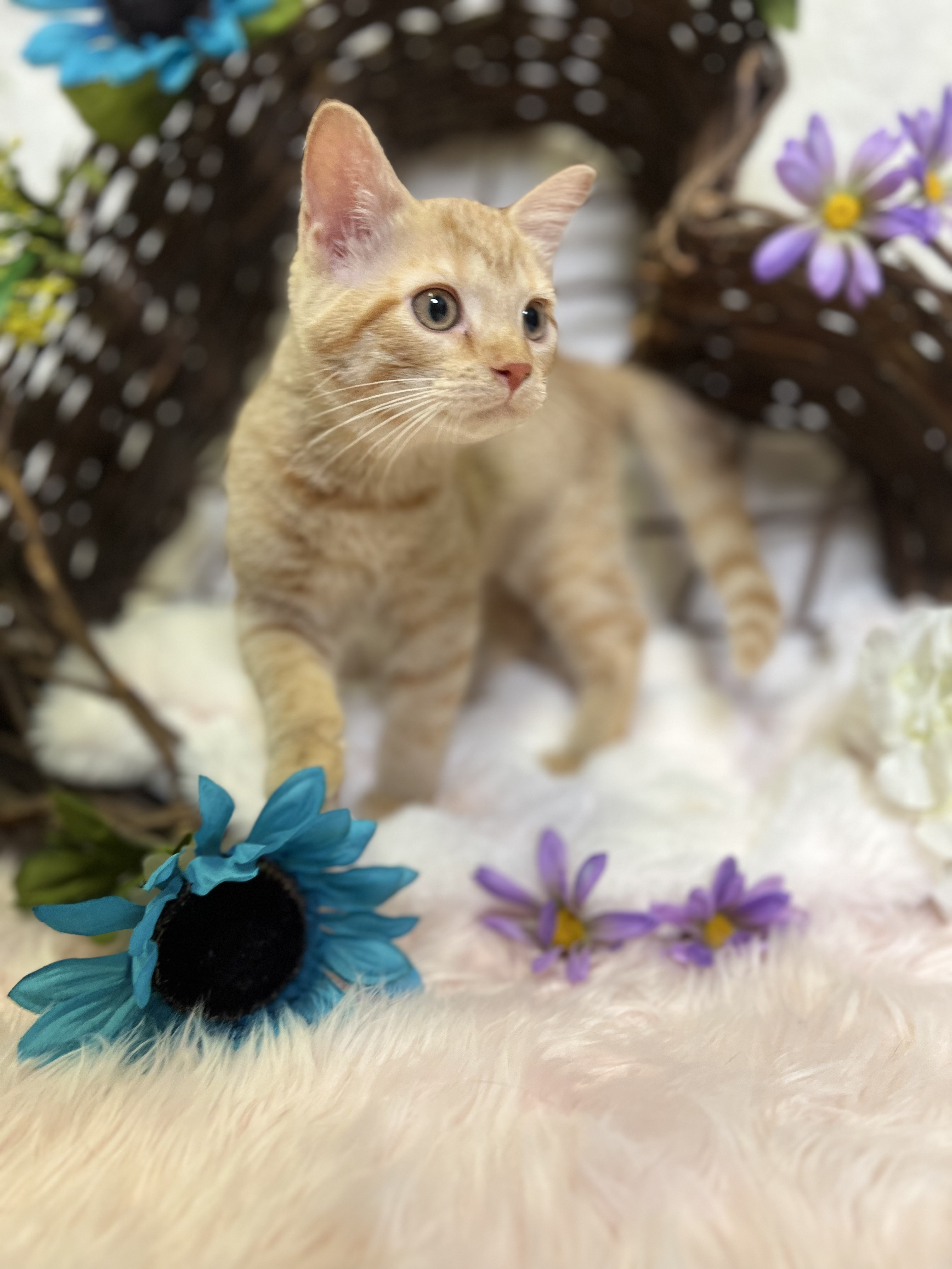 Cheddar, Adopted, Kitten Male Tabby.