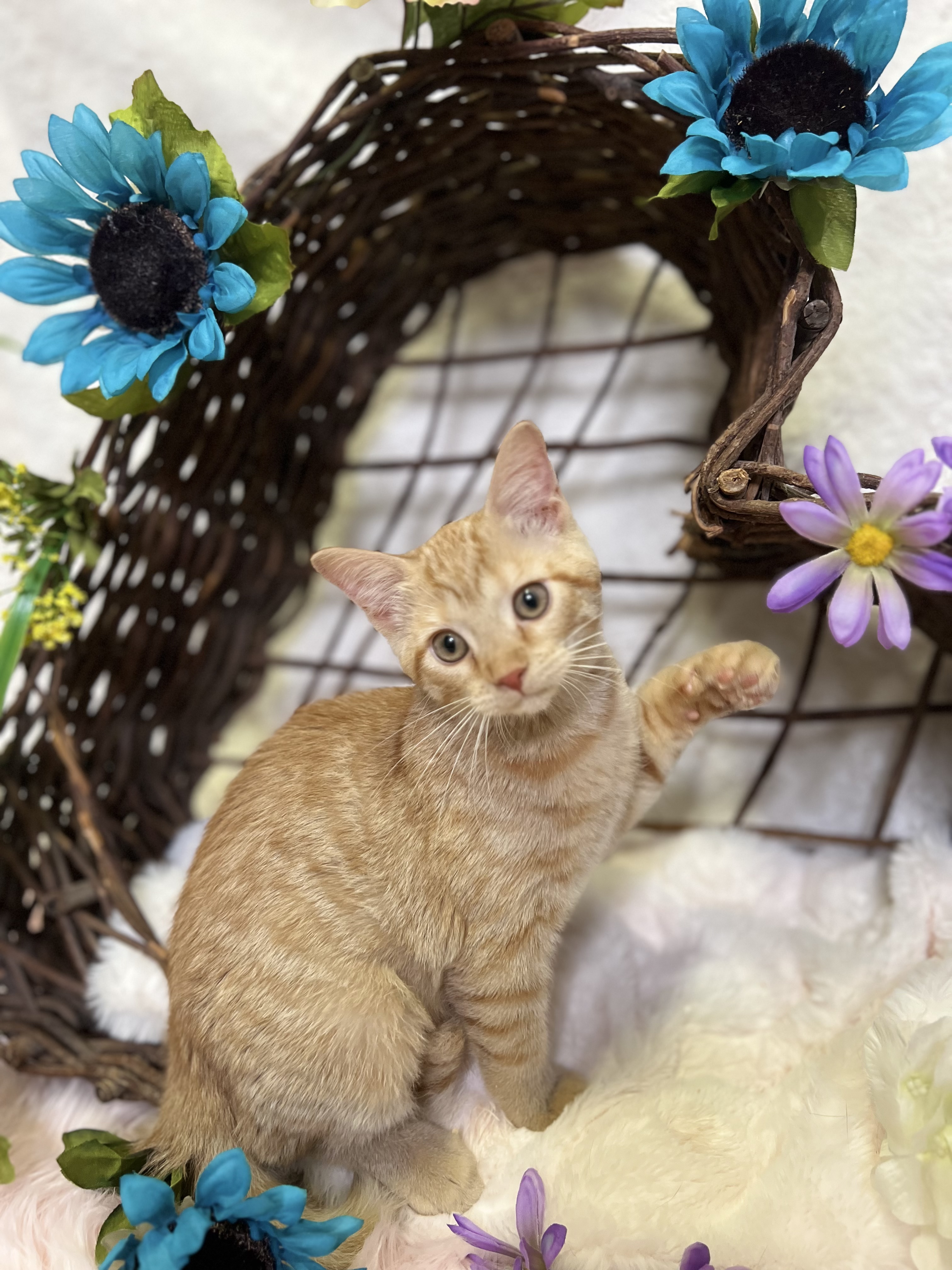 Cheddar, a Adopted Tabby in Newton, IL image 2/5