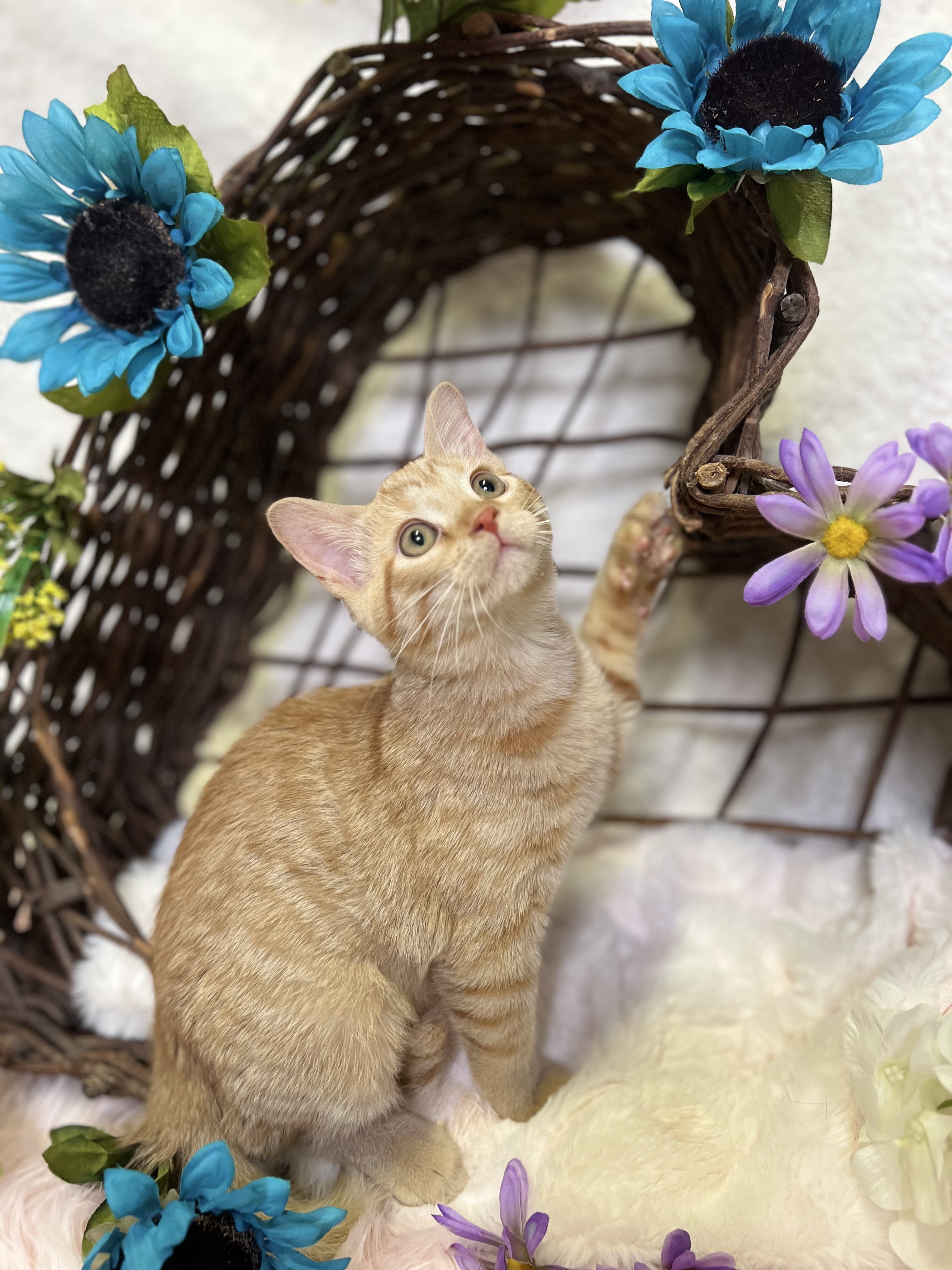 Cheddar, a Adopted Tabby in Newton, IL image 3/5