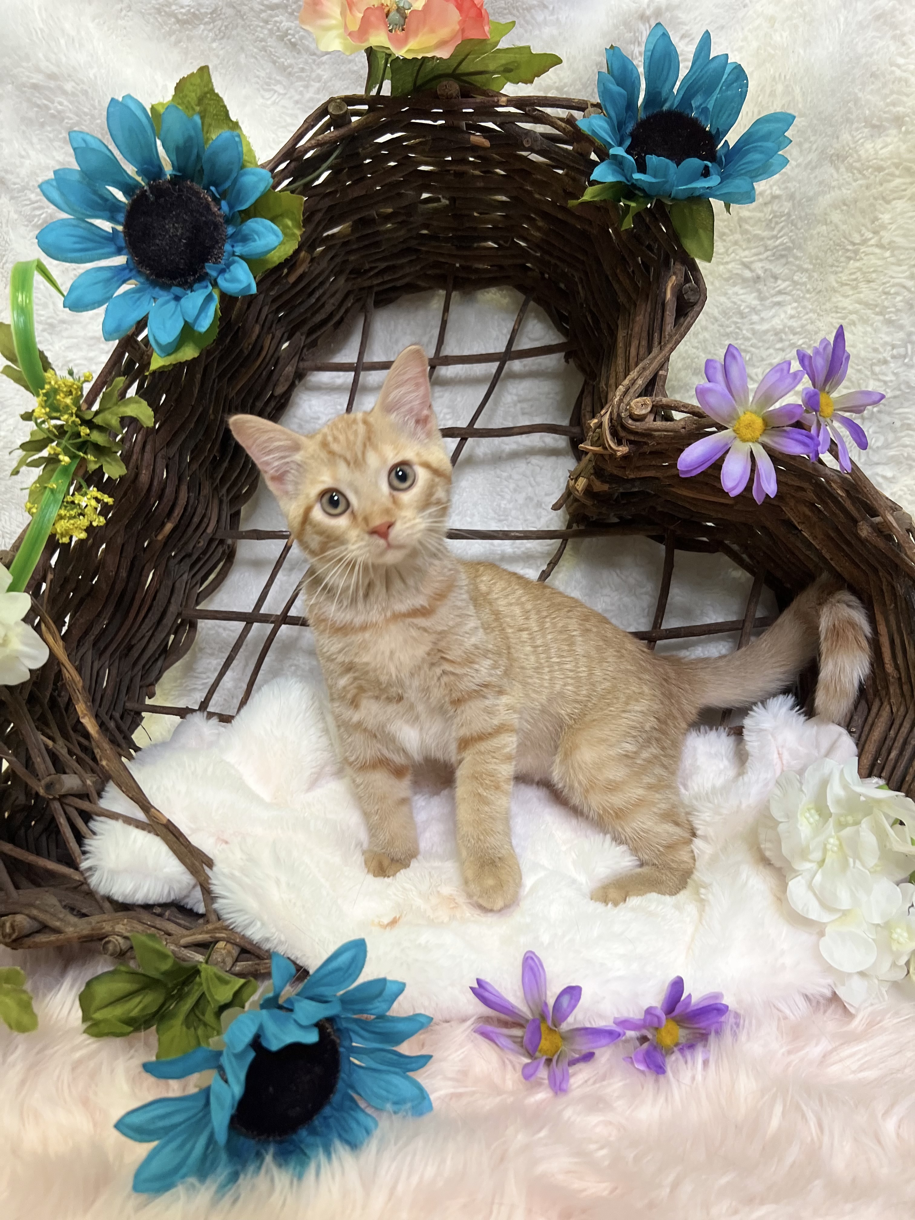 Cheddar, a Adopted Tabby in Newton, IL image 4/5