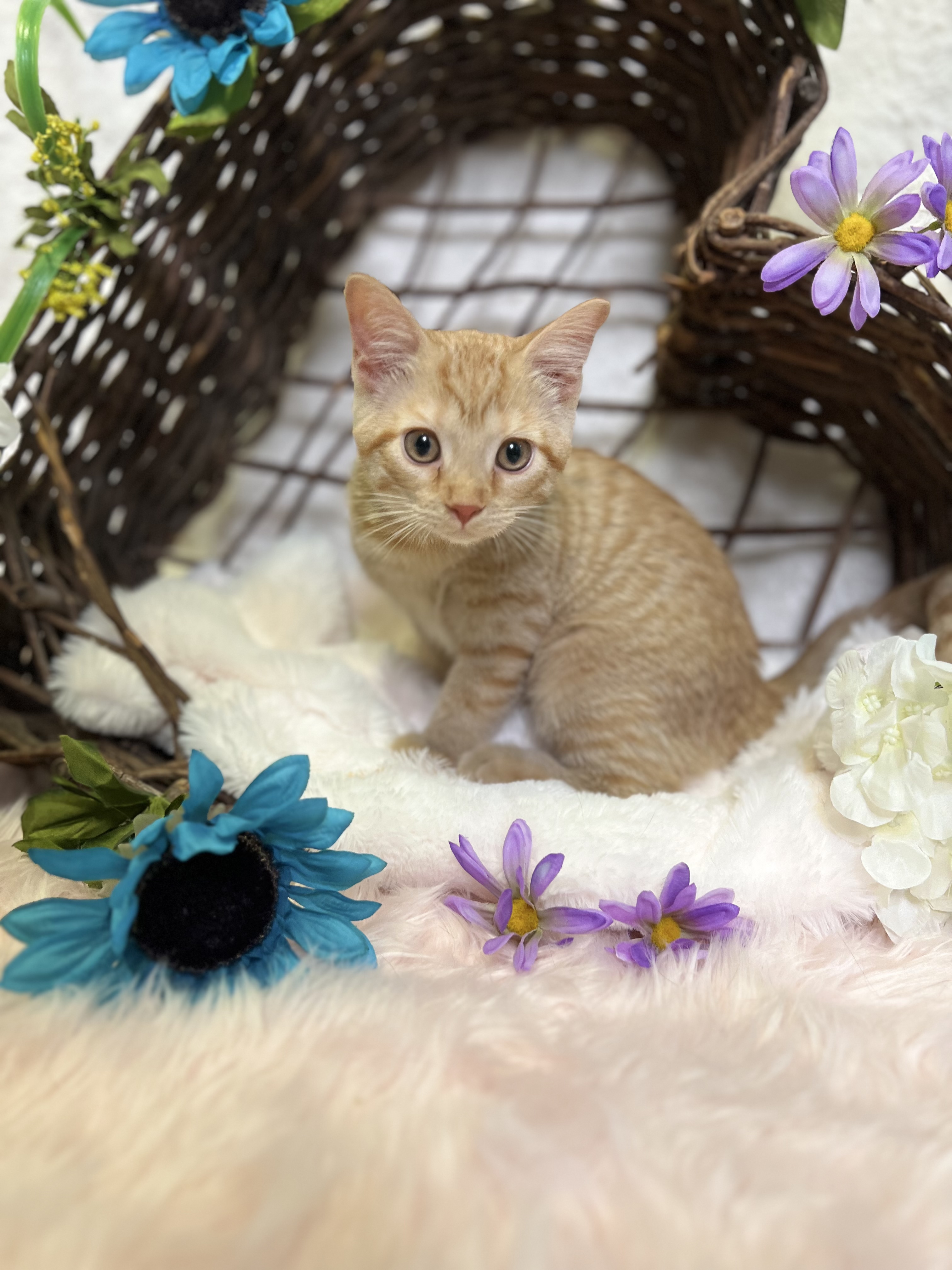 Cheddar, a Adopted Tabby in Newton, IL image 5/5