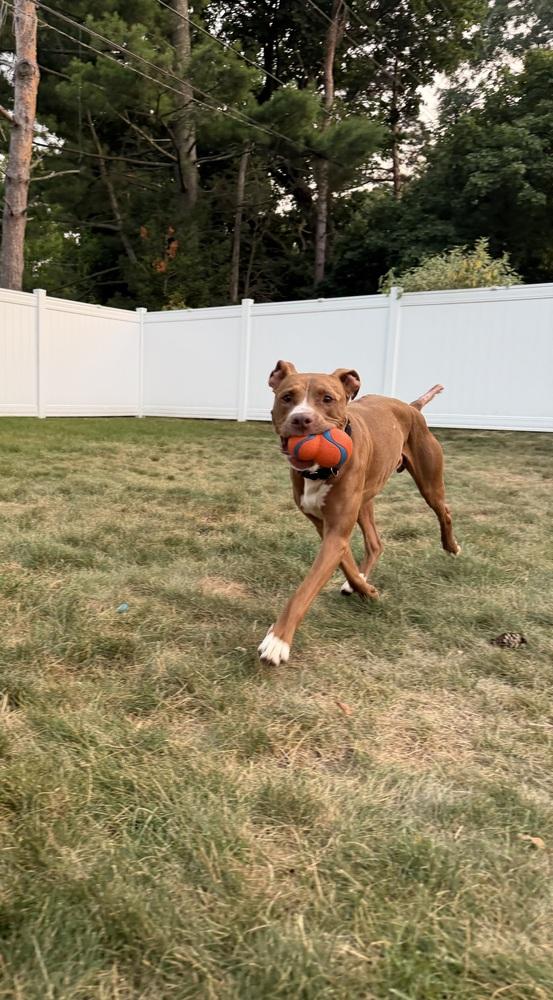 Archie (was Snuffle), Adoptable, Adult Male Terrier & Pointer.