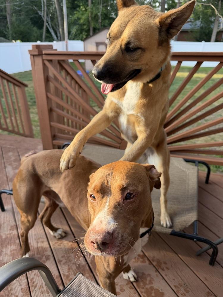 Archie (was Snuffle), a Adoptable mixed breed in Coldwater, MI image 2/6
