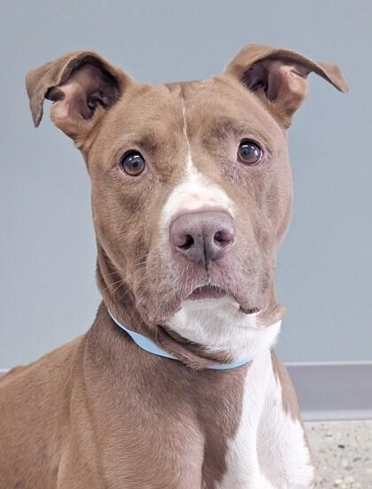Archie (was Snuffle), a Adoptable mixed breed in Coldwater, MI image 3/6