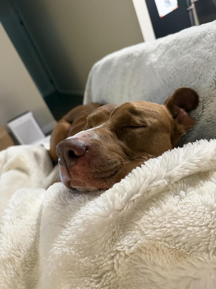 Archie (was Snuffle), a Adoptable mixed breed in Coldwater, MI image 4/6