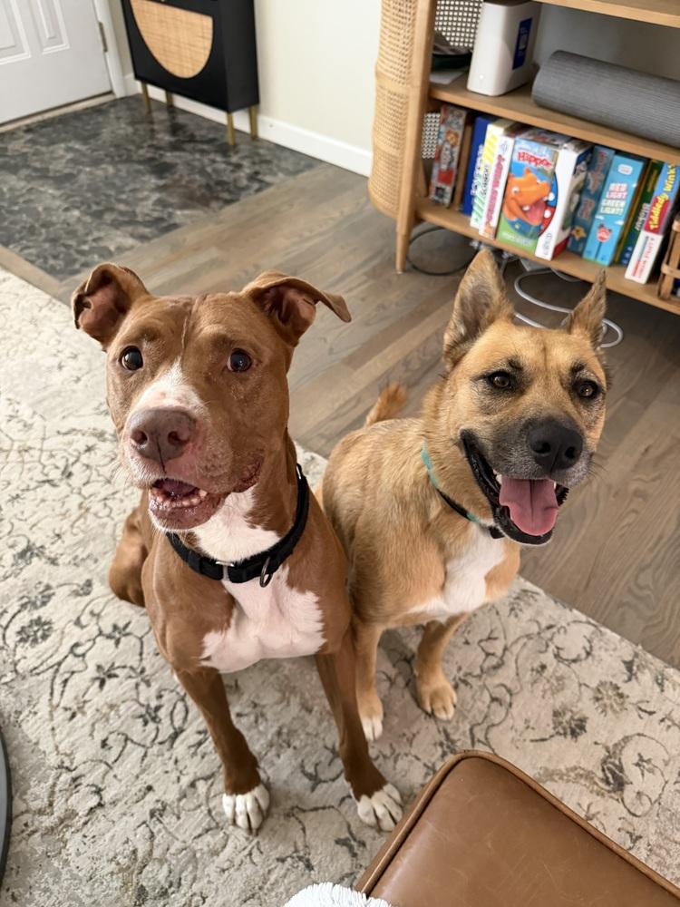 Archie (was Snuffle), a Adoptable mixed breed in Coldwater, MI image 5/6