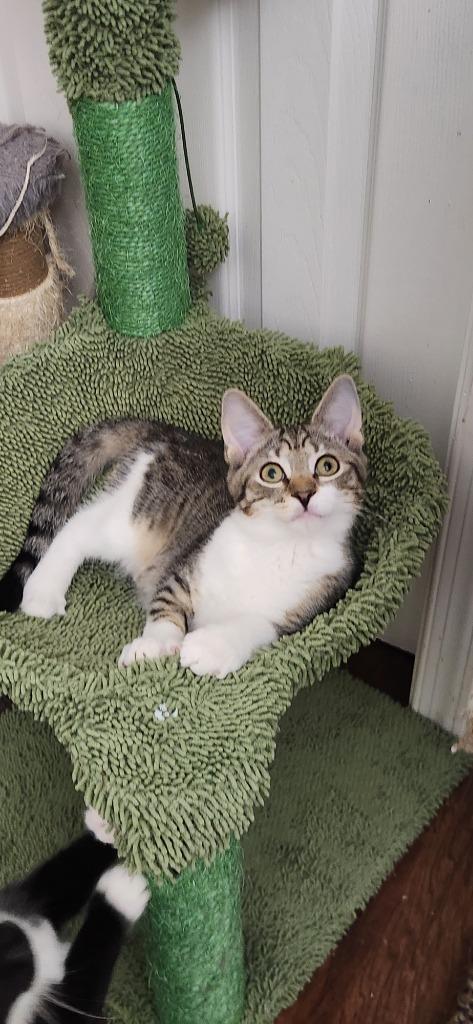 Tico, Adoptable, Young Male Domestic Short Hair.