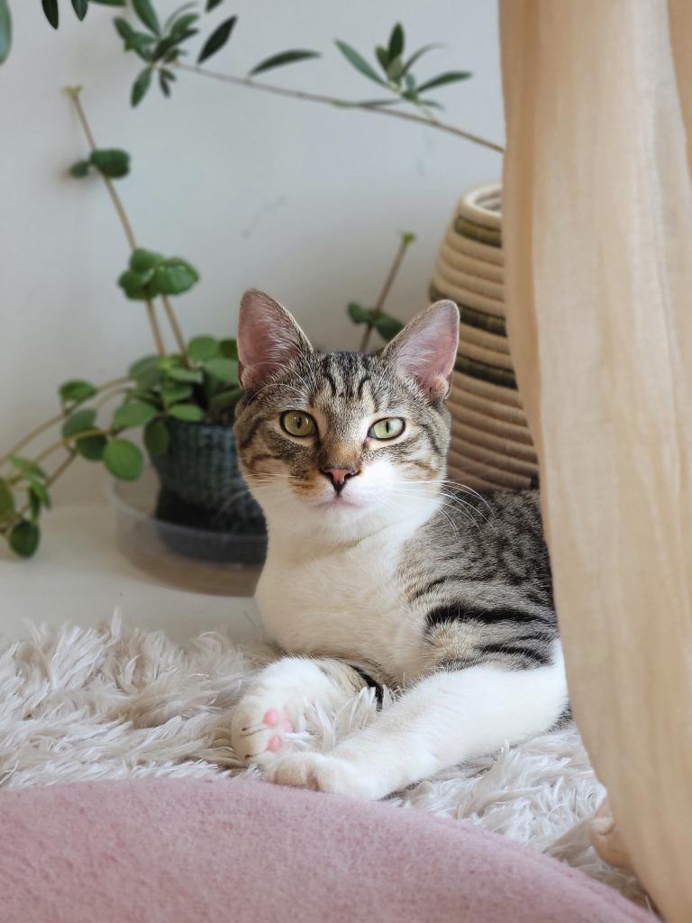 Enlarge Tico, a Adoptable mixed breed in Lancaster, PA image 2/2