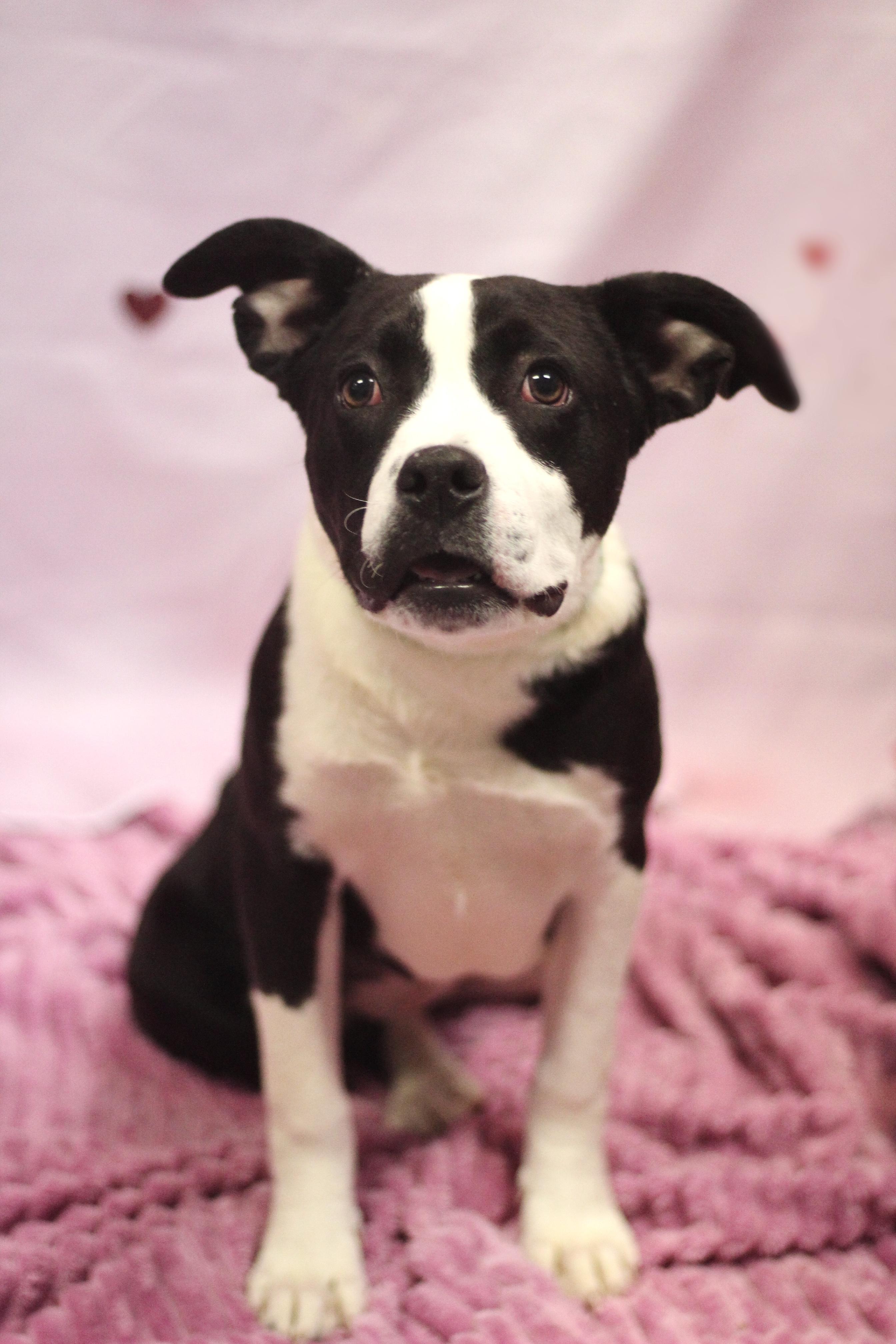 Sponsored Fee! Meila in NH! Come Meet our Adoptable Dogs Wednesday-Saturday. More info in Bio! , a ADOPTABLE mixed breed in Manchester, NH image 2/2