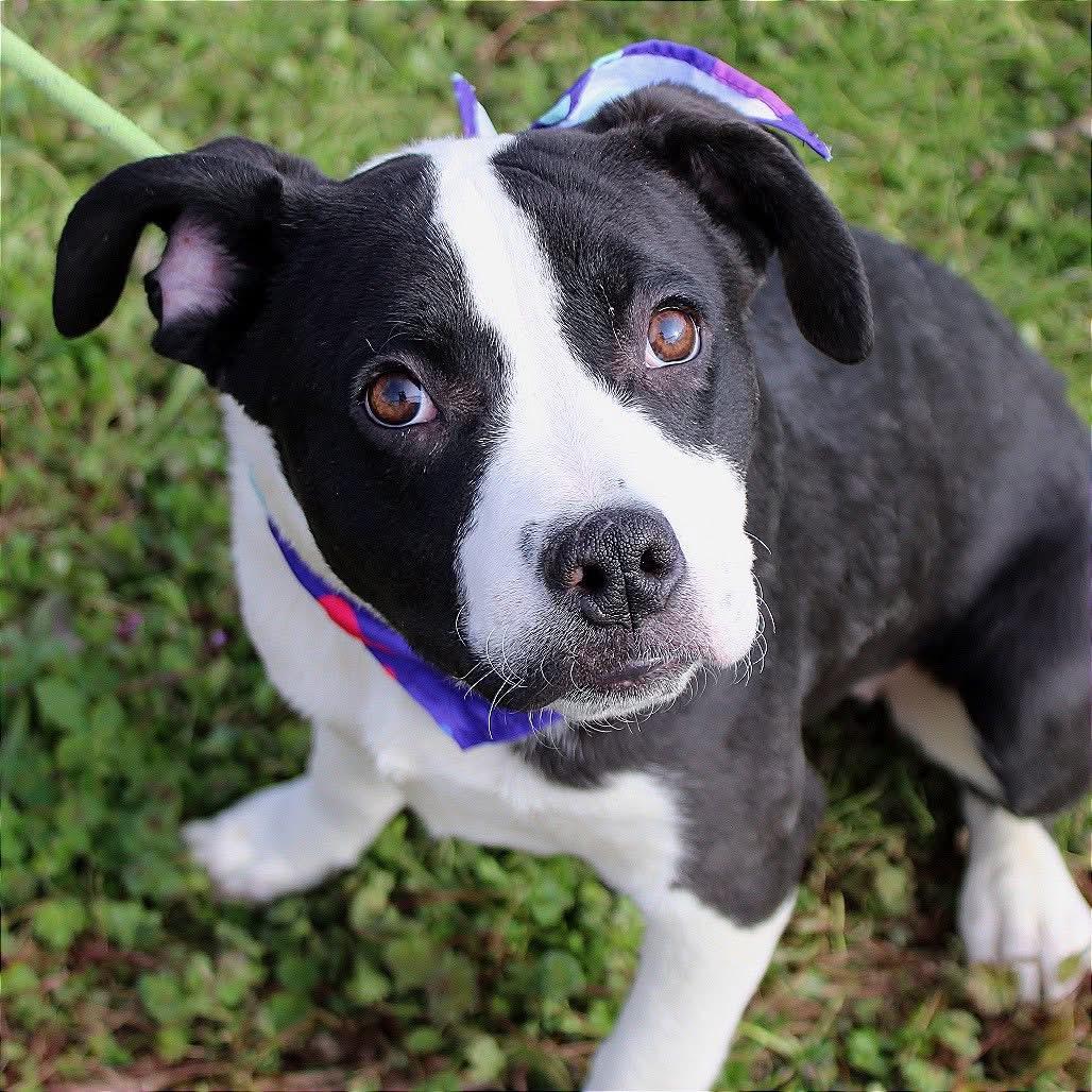 Sponsored Fee! Meila in NH! Come Meet our Adoptable Dogs Wednesday-Saturday. More info in Bio! , ADOPTABLE, Puppy Female Collie.