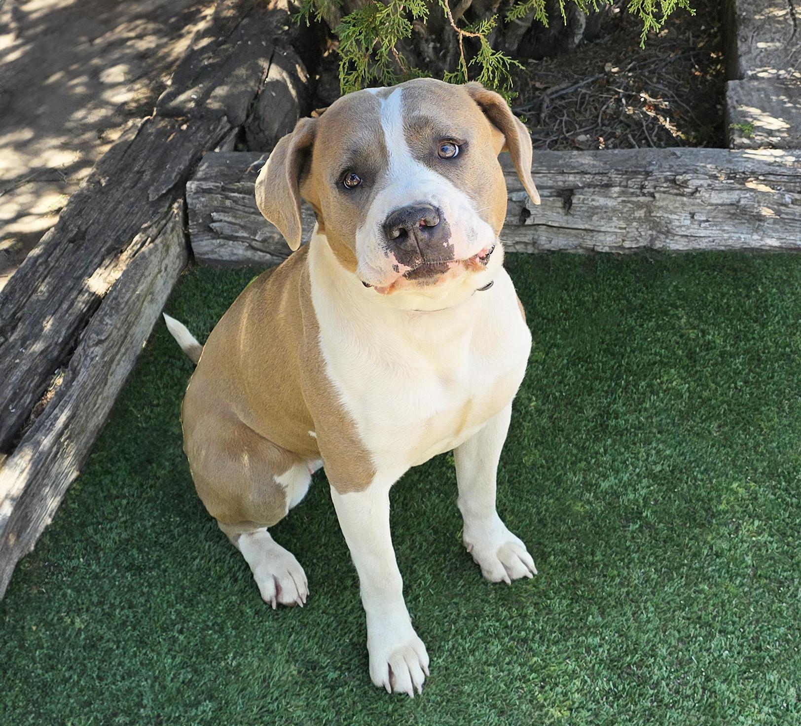 Irresistible Ms Ikon, Gentle House Lady, a Adoptable American Staffordshire Terrier in Albuquerque, NM image 4/4