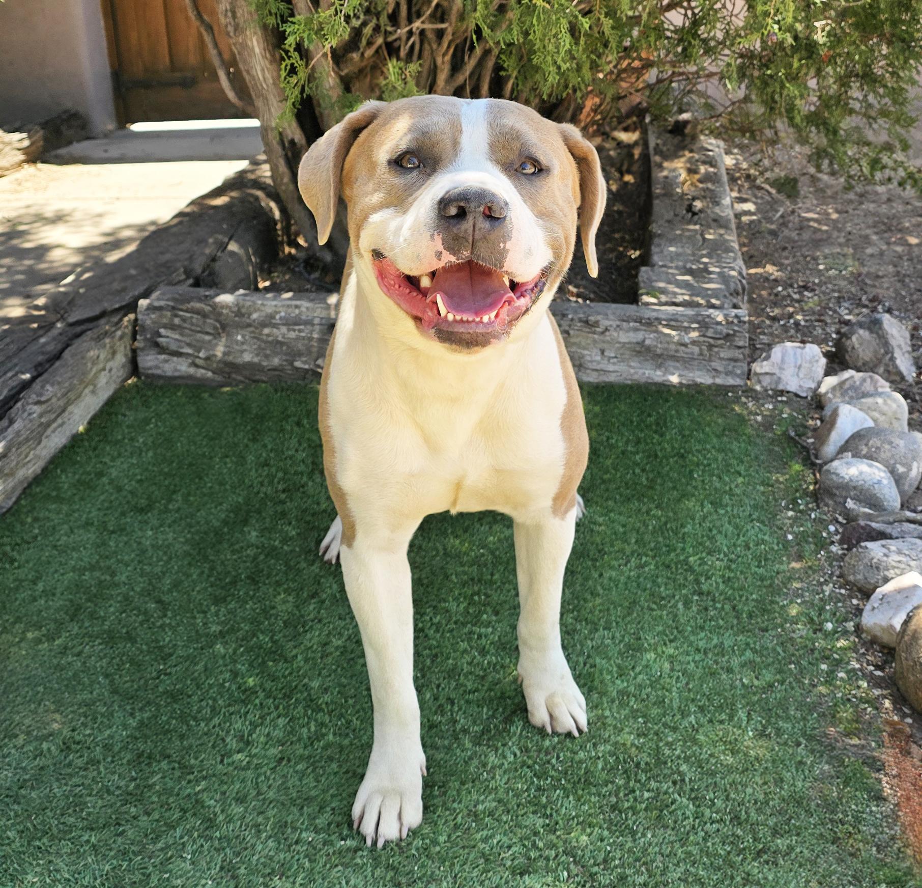 Irresistible Ms Ikon, Gentle House Lady, a Adoptable American Staffordshire Terrier in Albuquerque, NM image 3/4