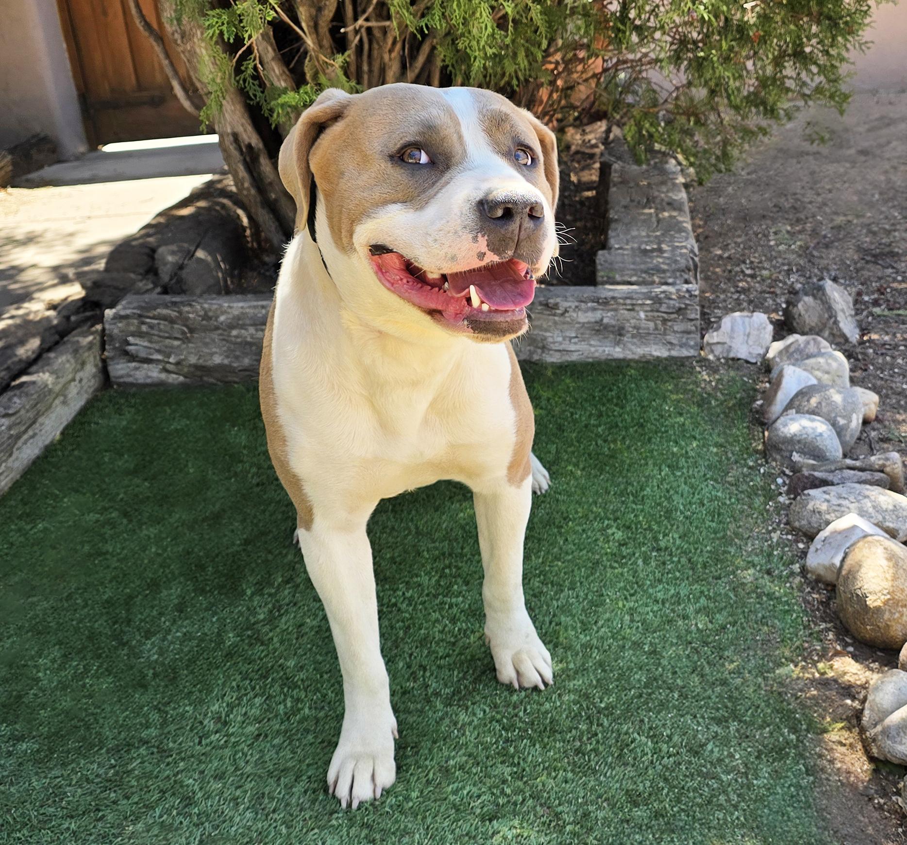 Enlarge Impressive Ms Ikon, Gentle House Lady, a Adoptable American Staffordshire Terrier in Albuquerque, NM image 2/2