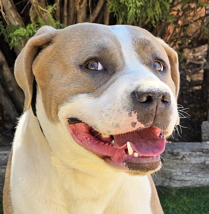 Impressive Ms Ikon, Gentle House Lady, Adoptable, Young Female American Staffordshire Terrier.