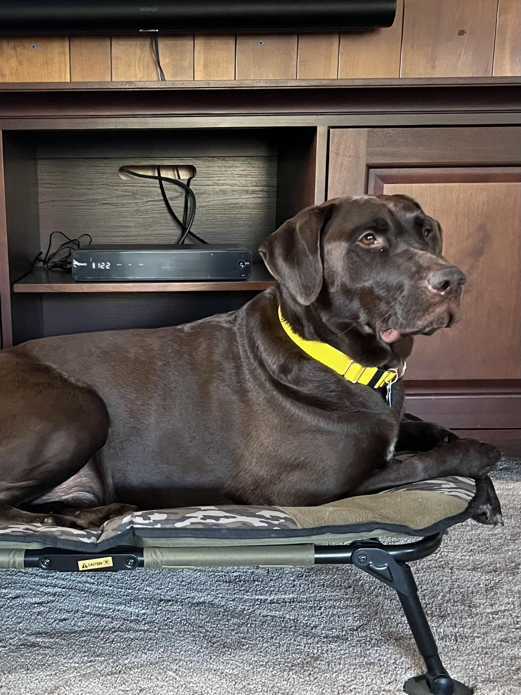 Moose, Adopted, Young Male Labrador Retriever.