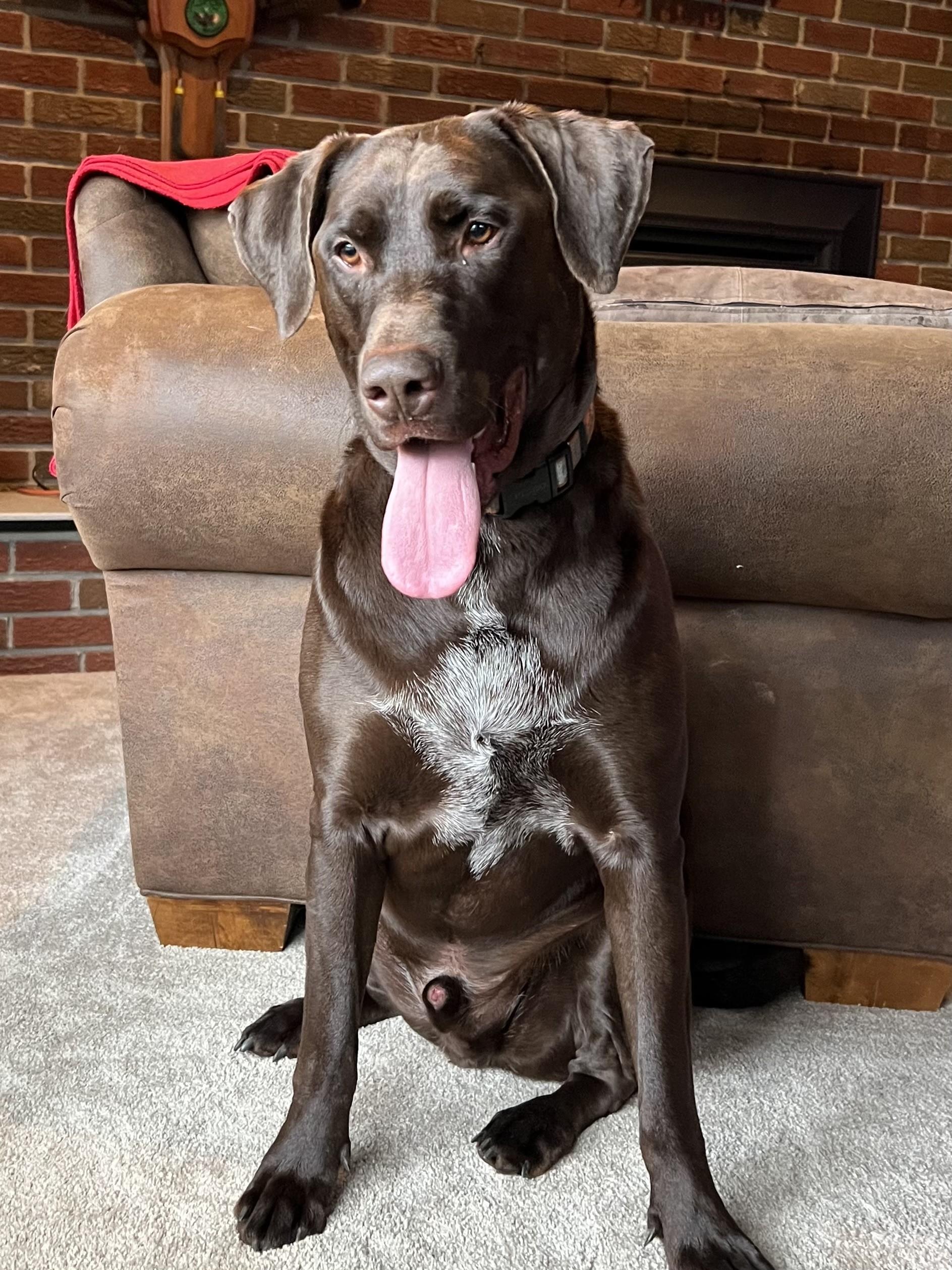 Enlarge Moose, a Adopted Labrador Retriever in Beverly Hills, MI image 2/5