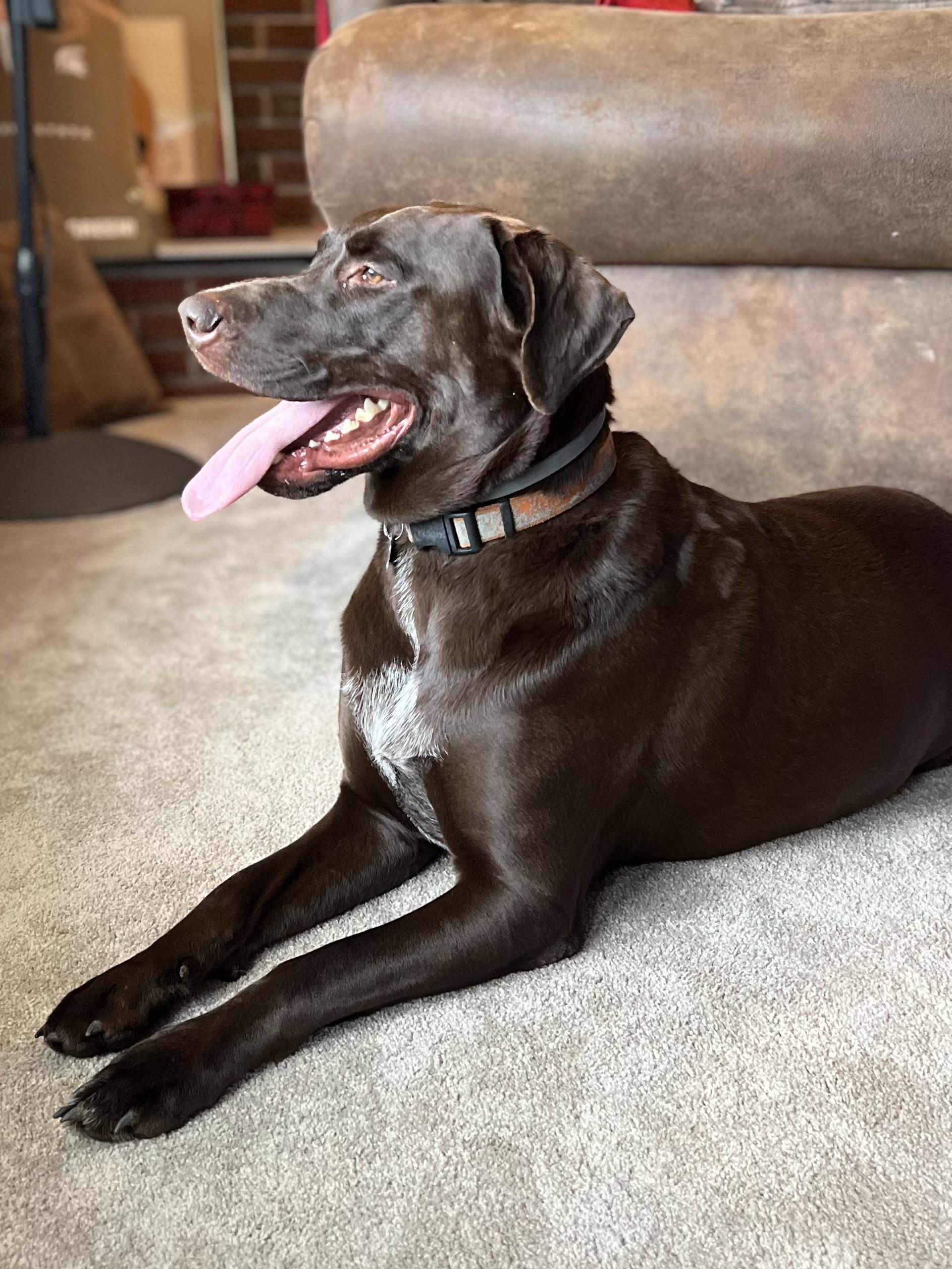 Enlarge Moose, a Adopted Labrador Retriever in Beverly Hills, MI image 3/5