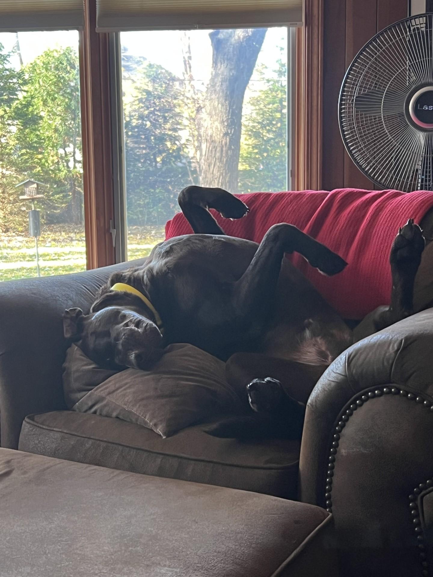 Enlarge Moose, a Adopted Labrador Retriever in Beverly Hills, MI image 4/5