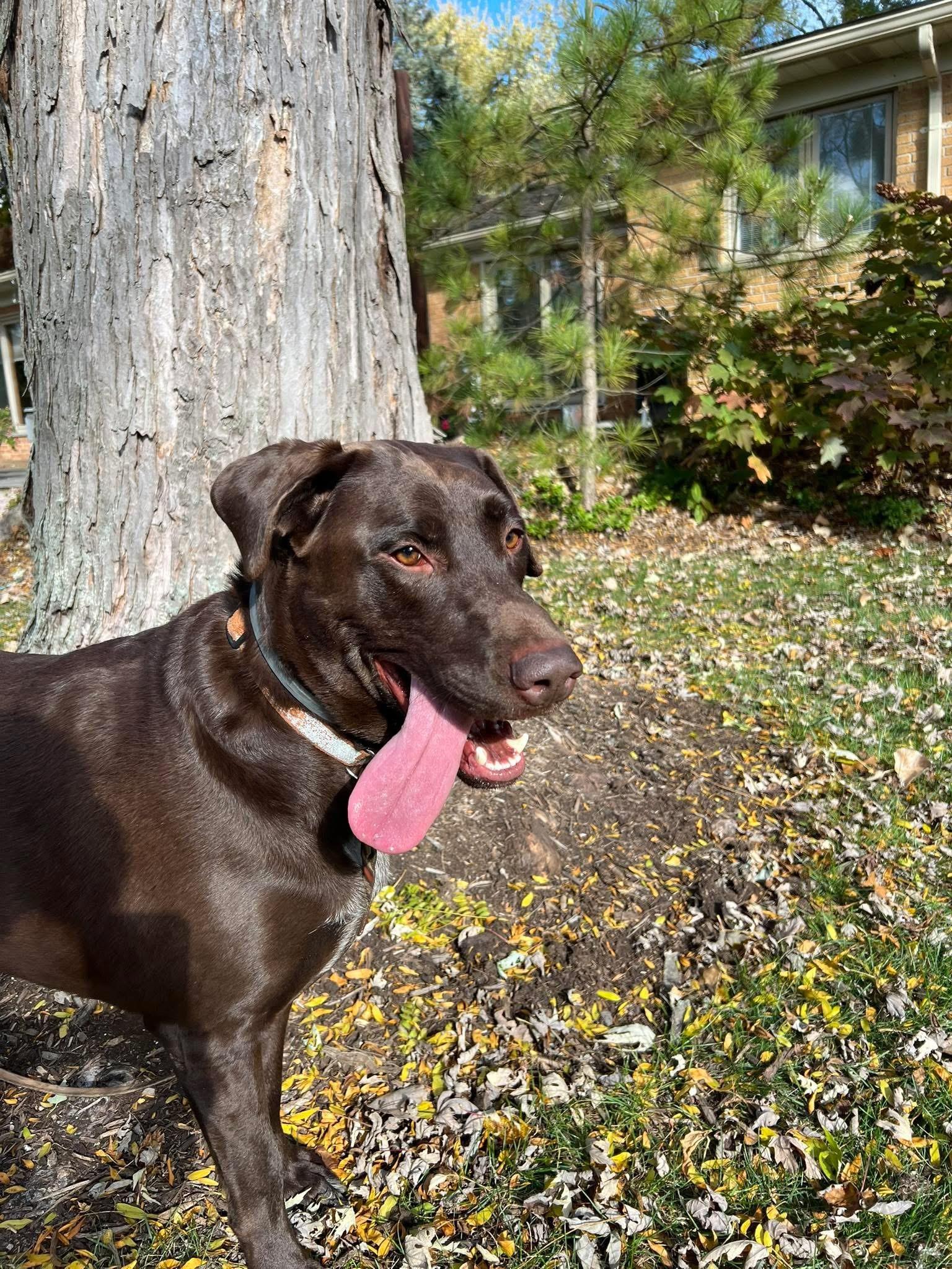 Enlarge Moose, a Adopted Labrador Retriever in Beverly Hills, MI image 5/5