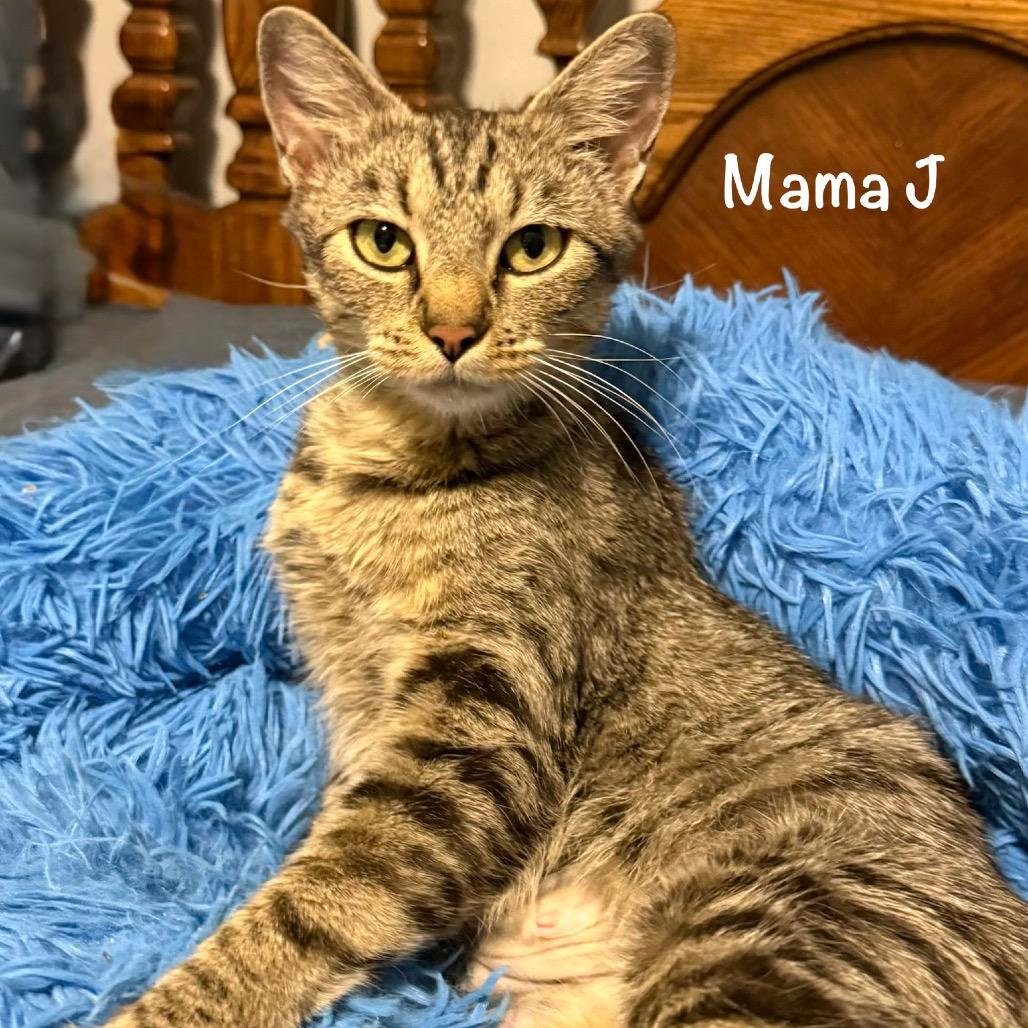 Mama J, Adoptable, Adult Female Domestic Short Hair.