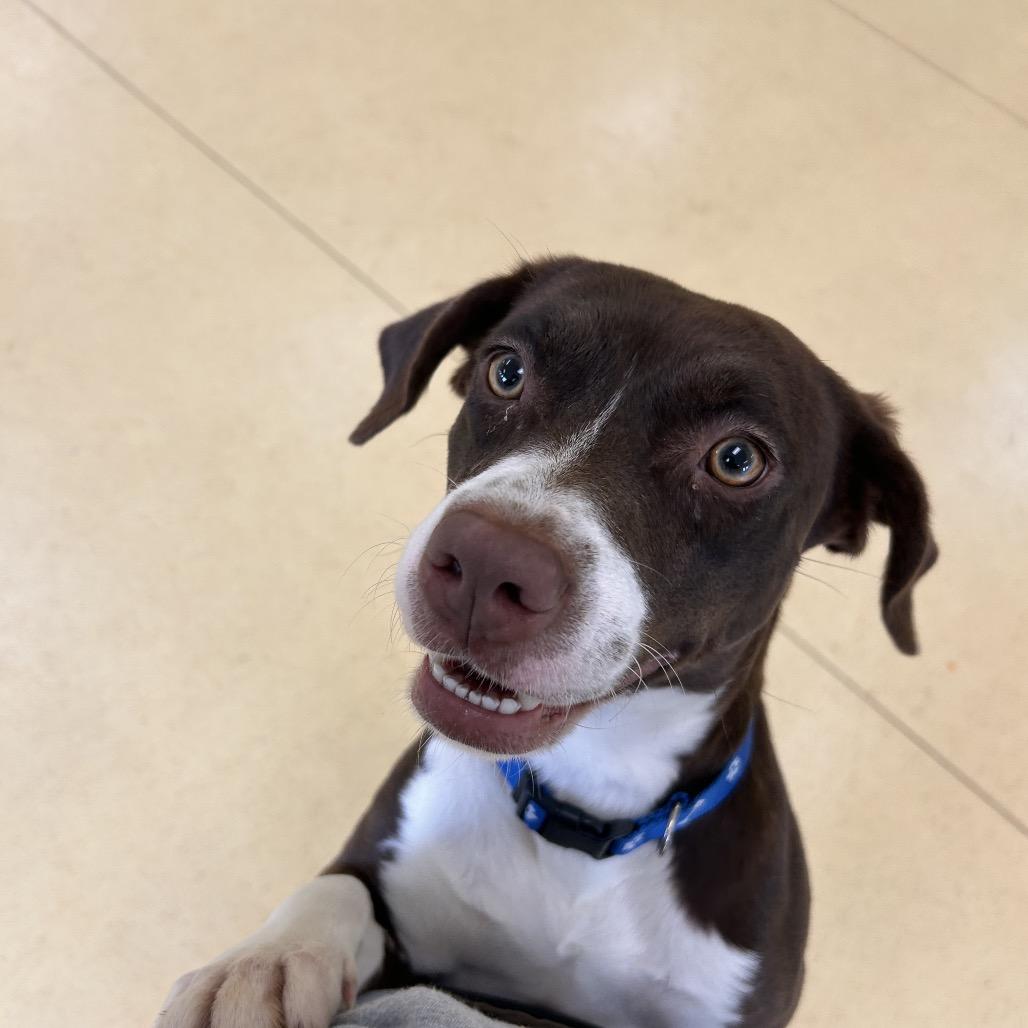 Sweetie Bell — thumbnail 4