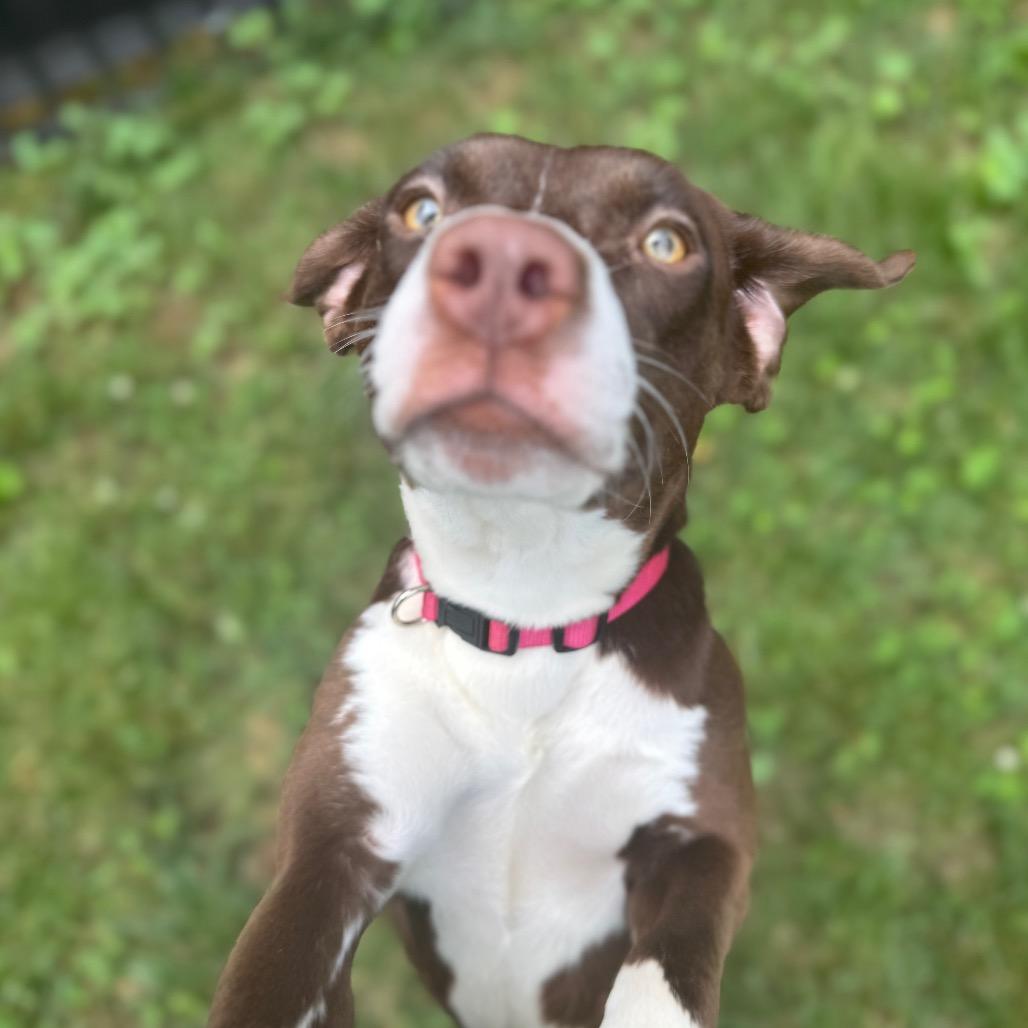 Sweetie Bell — thumbnail 5