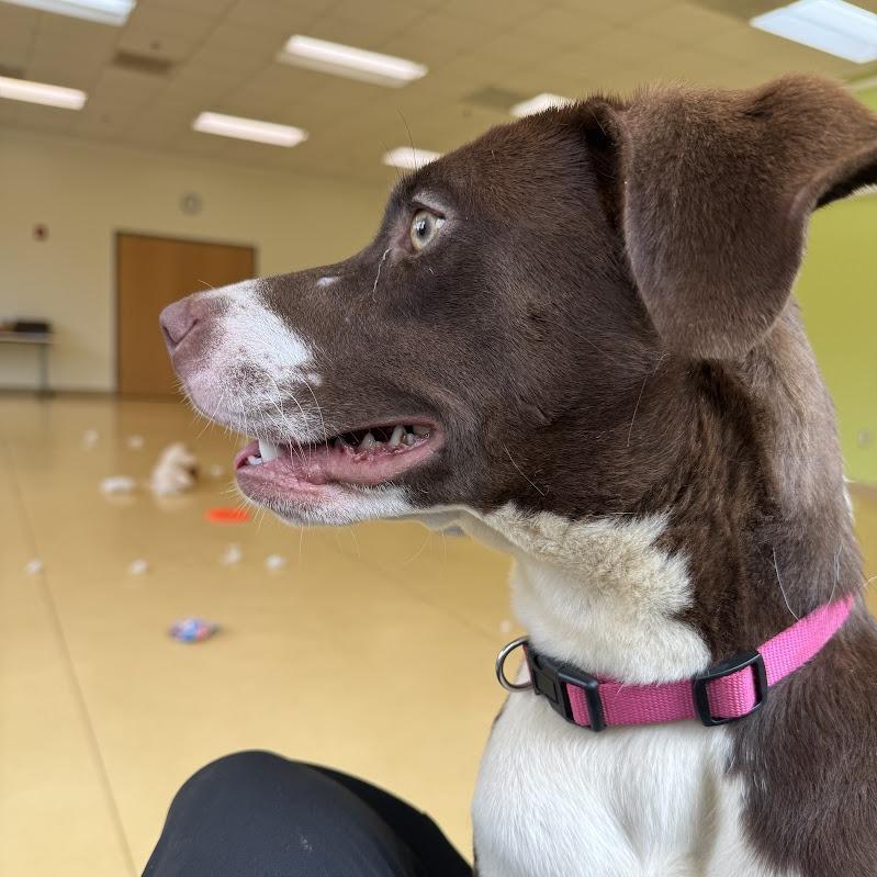 Sweetie Bell — thumbnail 6