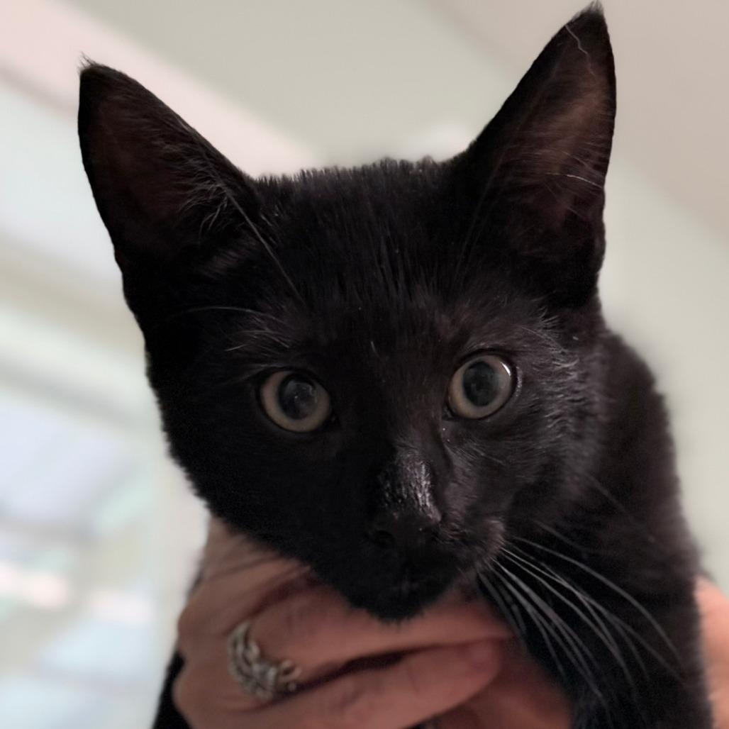 Puck, Adoptable, Kitten Male Domestic Short Hair.