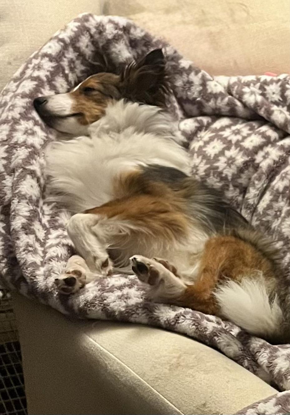 Enlarge Freya, an adopted Shetland Sheepdog / Sheltie in Abingdon, MD image 2/2
