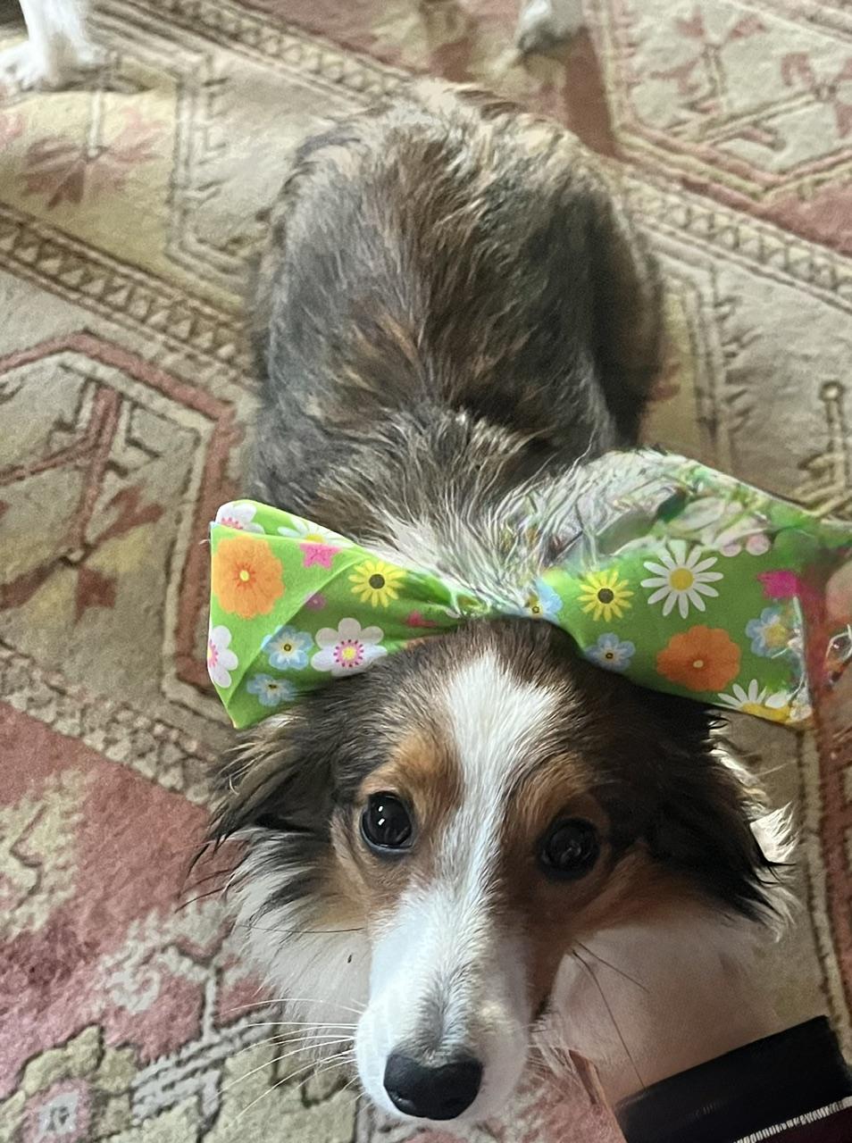 Freya, adopted, Young Female Shetland Sheepdog / Sheltie.