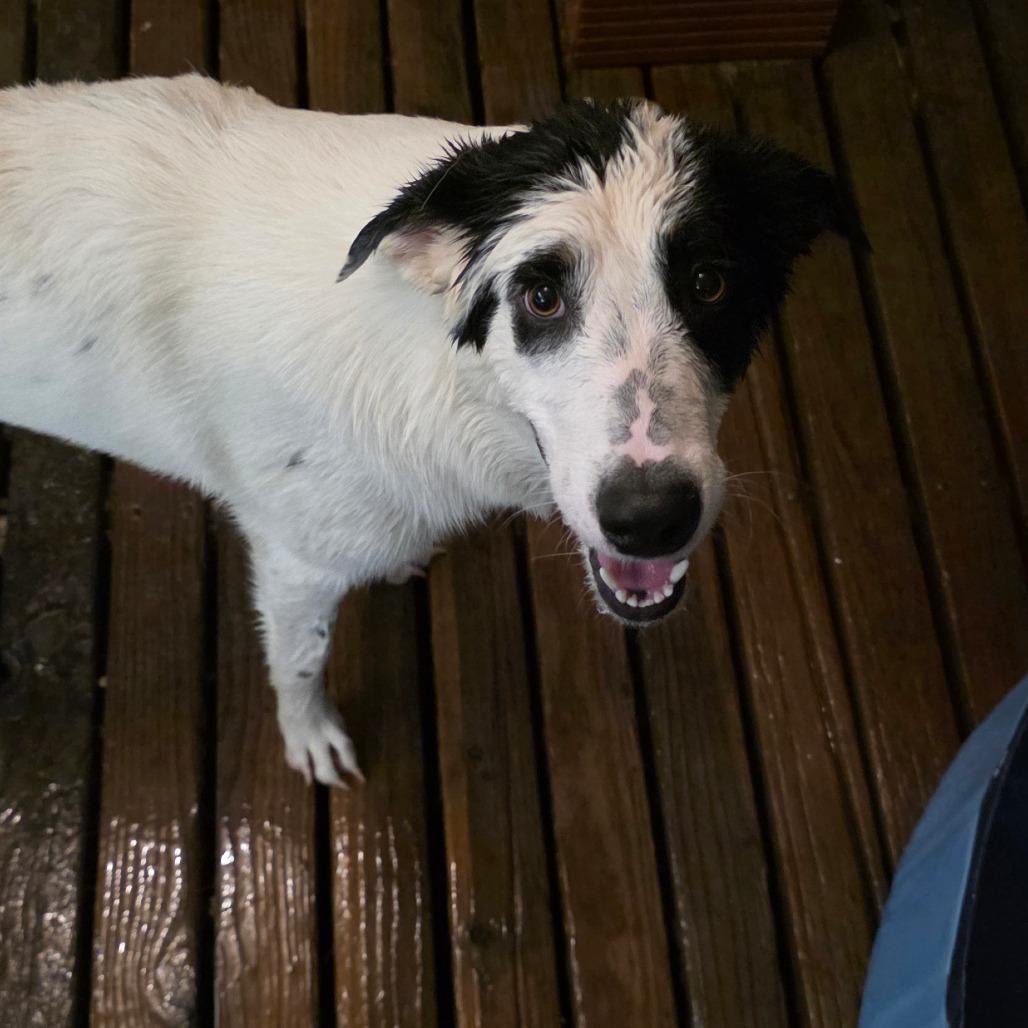 Enlarge Jimmy Joe, a Adoptable mixed breed in Goltry, OK image 1/6