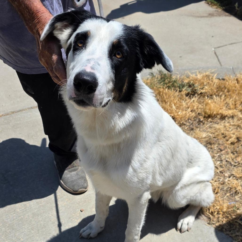 Enlarge Jimmy Joe, a Adoptable mixed breed in Goltry, OK image 2/6