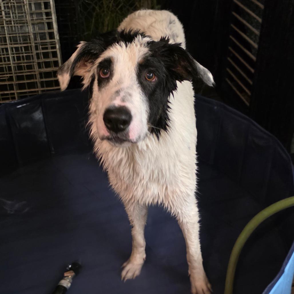 Enlarge Jimmy Joe, a Adoptable mixed breed in Goltry, OK image 3/6
