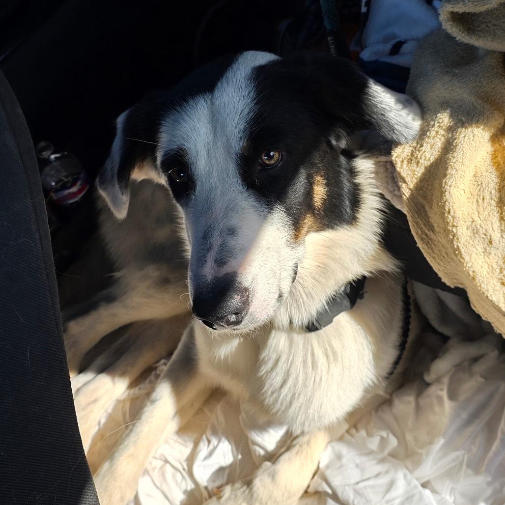 Enlarge Jimmy Joe, a Adoptable mixed breed in Goltry, OK image 4/6
