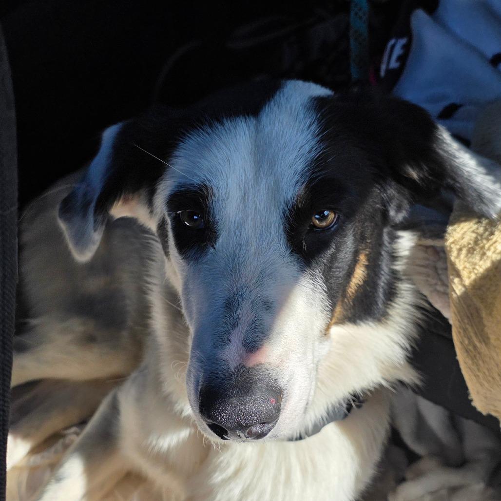Enlarge Jimmy Joe, a Adoptable mixed breed in Goltry, OK image 5/6