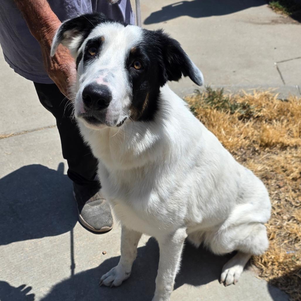 Enlarge Jimmy Joe, a Adoptable mixed breed in Goltry, OK image 6/6
