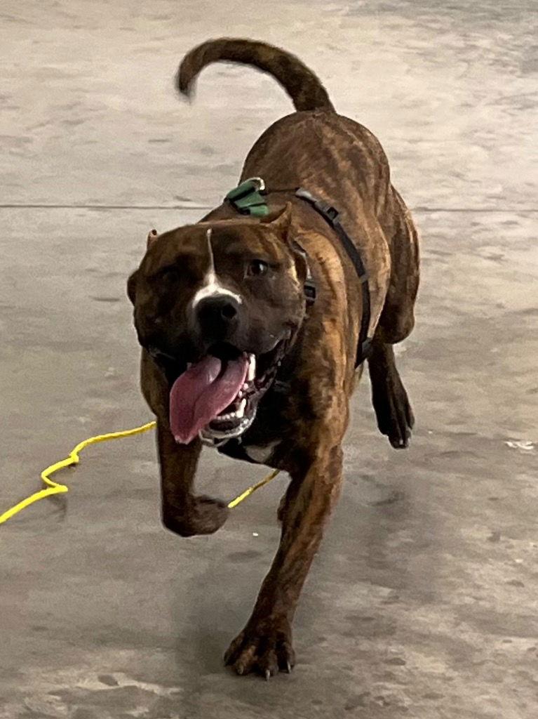 26-099 Kenobi, Adoptable, Young Male Pit Bull Terrier.