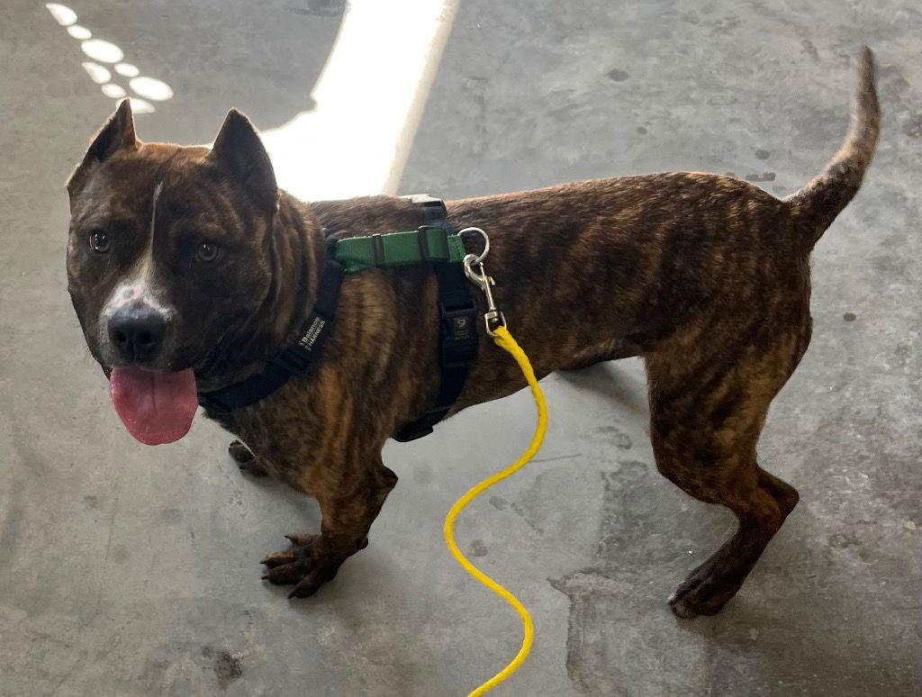 Enlarge 26-099 Kenobi, a Adoptable Pit Bull Terrier in Tarboro, NC image 2/3