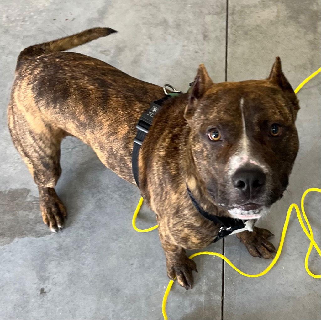 Enlarge 26-099 Kenobi, a Adoptable Pit Bull Terrier in Tarboro, NC image 3/3