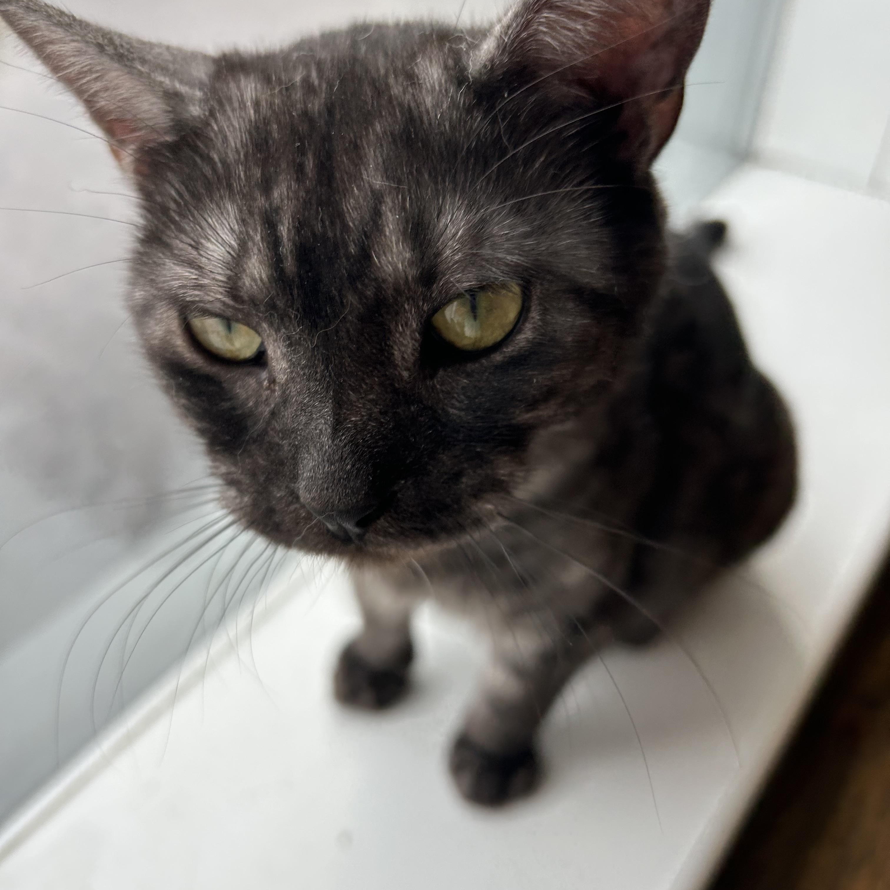 Enlarge Smoke-7/10/26, an adopted Domestic Short Hair in Lambertville, NJ image 1/1