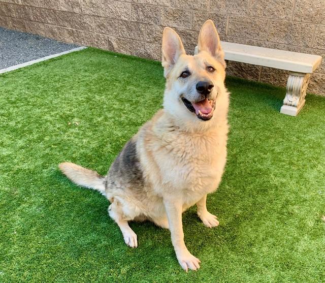 Enlarge BANDIT, a Adoptable mixed breed in Moreno Valley, CA image 1/1