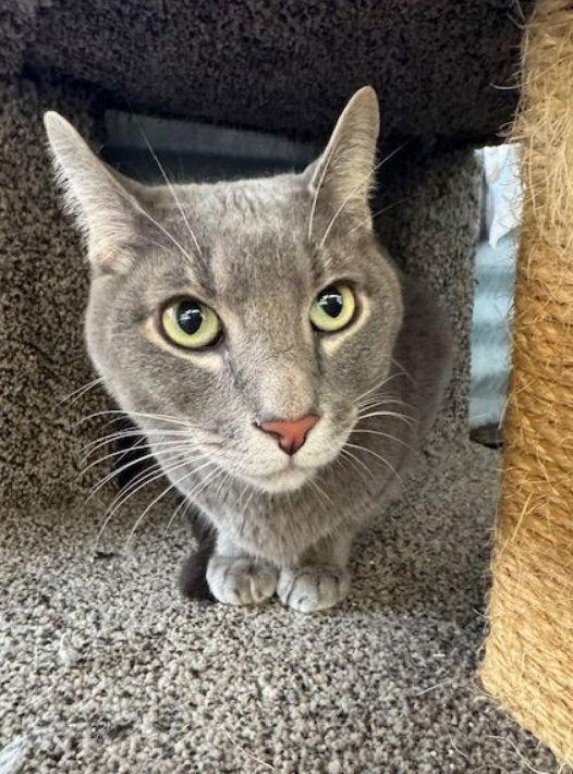 Fish, a Adoptable American Shorthair in Williamsburg, NM image 1/3